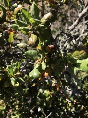 Quercus durata durata