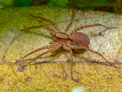 Pardosa