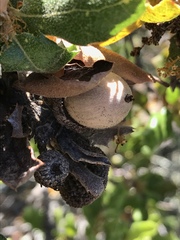 Quercus durata durata