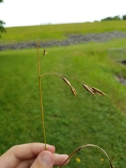 Bromus sterilis