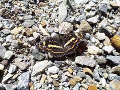 Araschnia prorsoides