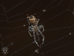 Araneae