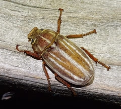 Polyphylla occidentalis