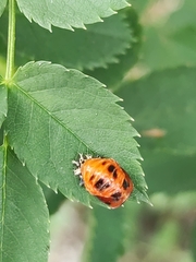 Harmonia axyridis