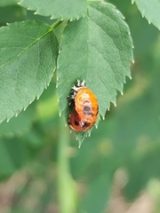 Harmonia axyridis