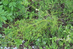 Asparagus verticillatus