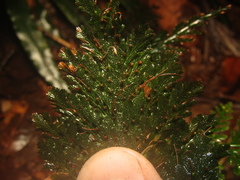 Trichomanes obscurum