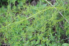 Asparagus verticillatus