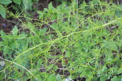 Asparagus verticillatus