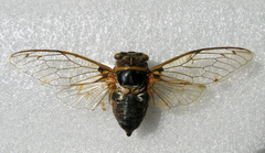 Lyristes gemellus