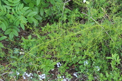 Asparagus verticillatus