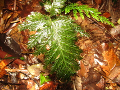 Trichomanes obscurum