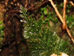 Trichomanes obscurum