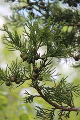Juniperus foetidissima