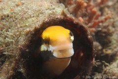 Petroscirtes fallax