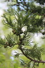 Juniperus foetidissima