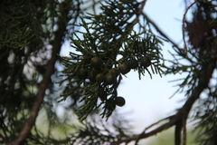 Juniperus foetidissima