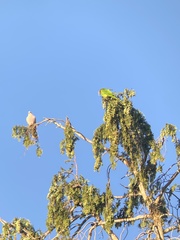 Psittacara erythrogenys