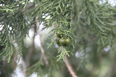 Juniperus foetidissima