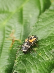 Harmonia axyridis