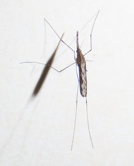 Anopheles tenebrosus