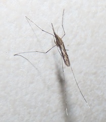 Anopheles tenebrosus