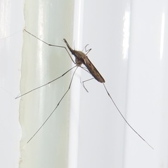 Anopheles tenebrosus
