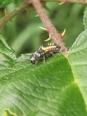Harmonia axyridis
