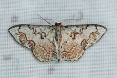 Idaea subfervens