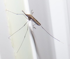 Anopheles tenebrosus