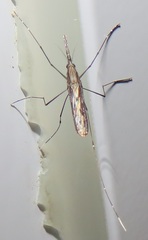 Anopheles tenebrosus