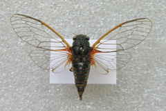 Cicadetta montana