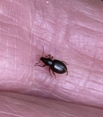 Barypeithes pellucidus