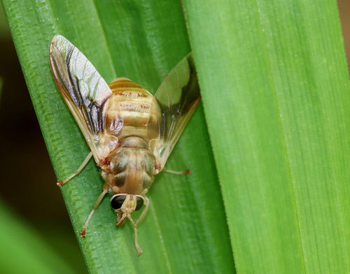 Golden-haired Horse Fly photo 3