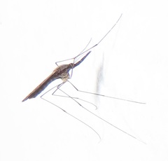 Anopheles tenebrosus