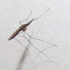 Anopheles tenebrosus