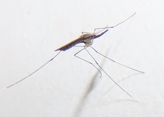 Anopheles tenebrosus
