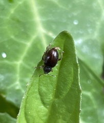 Barypeithes pellucidus