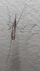 Anopheles tenebrosus
