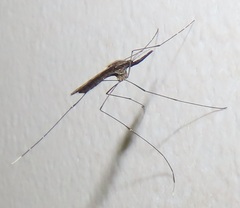 Anopheles tenebrosus