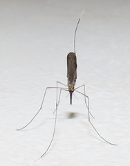 Anopheles tenebrosus