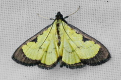 Goniorhynchus hampsoni