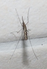 Anopheles tenebrosus