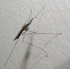 Anopheles tenebrosus