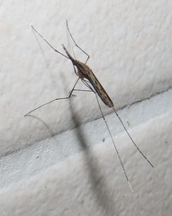 Anopheles tenebrosus