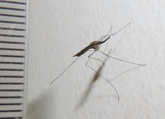 Anopheles tenebrosus