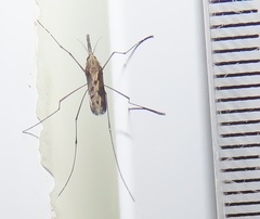 Anopheles tenebrosus