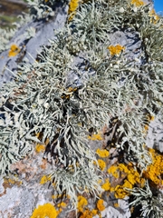 Ramalina siliquosa