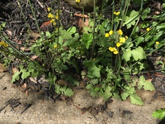 Youngia thunbergiana