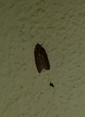 Dilophothripa chrysorrhaea